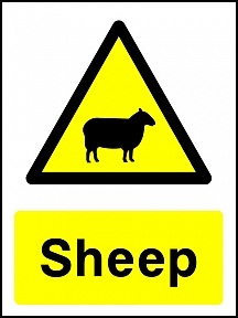 Sheep