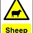 Sheep